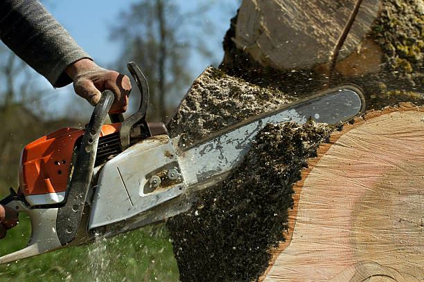 How Our Tree Care Process Works  in  Tigerville, SC